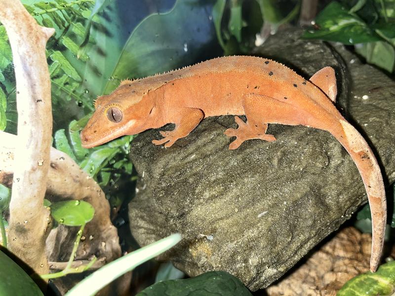 Crested Gecko