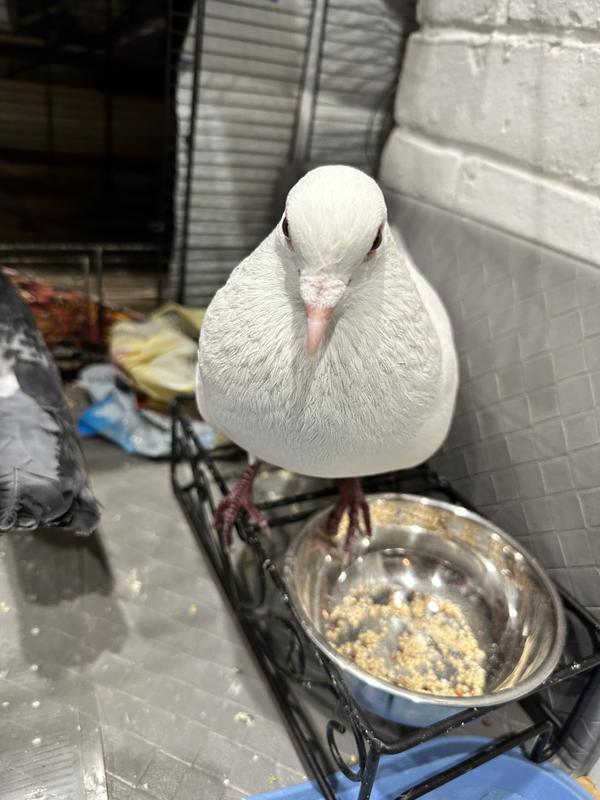 My birds are pigeons and now they look healthier