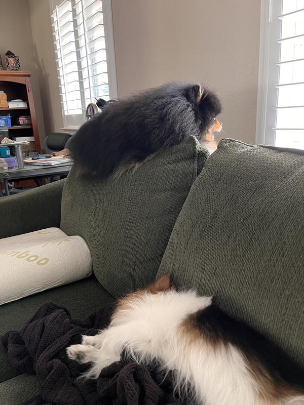 Levi checking for intruders.  Miss Ella Mae having her beauty nap.