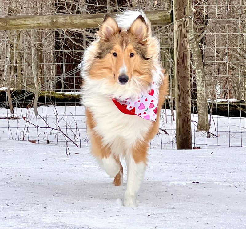 Dizzy in the bandanna - reversible as you can see in the photo.