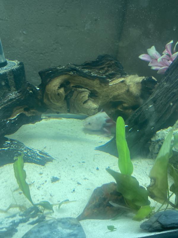 Axolotl loves this sugar sand.