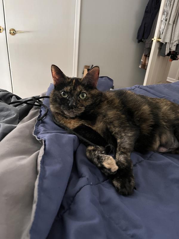 My Brownie girl… finally feeling playful again!