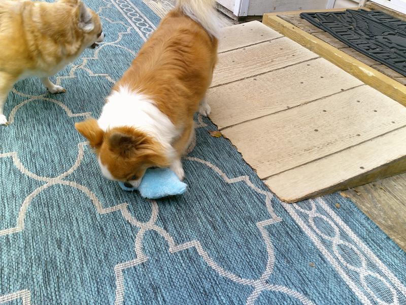 the toy itself, letting the dogs sniff the toy, my 1 dog taking the toy and proceeding to play with it (he's not a toy loving dog normally) my dog totally enjoying the toy, my other dogs finally got to play with it as well, but I did not get photos