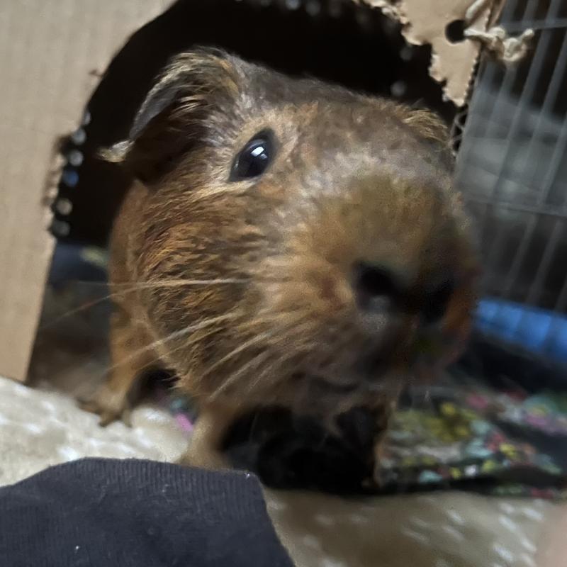 Squirrel’s shiny and beautiful new coat