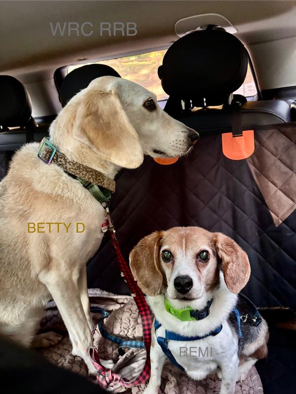 My Foxhound Betty D and pocket Beagle Remi riding comfortably in the back seat cover.