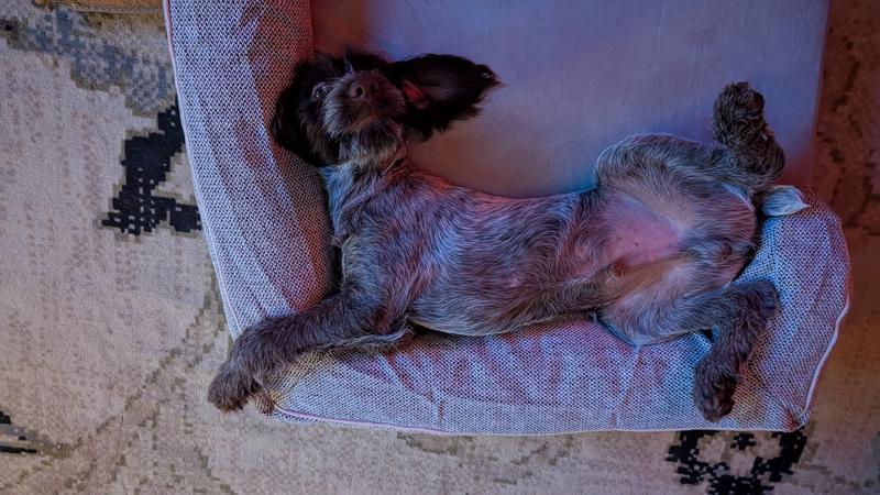 Could he be more comfy?