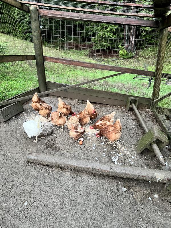 100% happy hens gobbling down the Purina Organic Scratch.