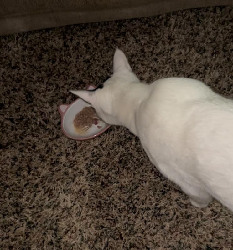 Domino just sniffed this food