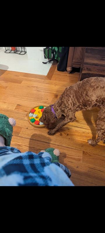 Playing with some kibble and freeze dried training treats