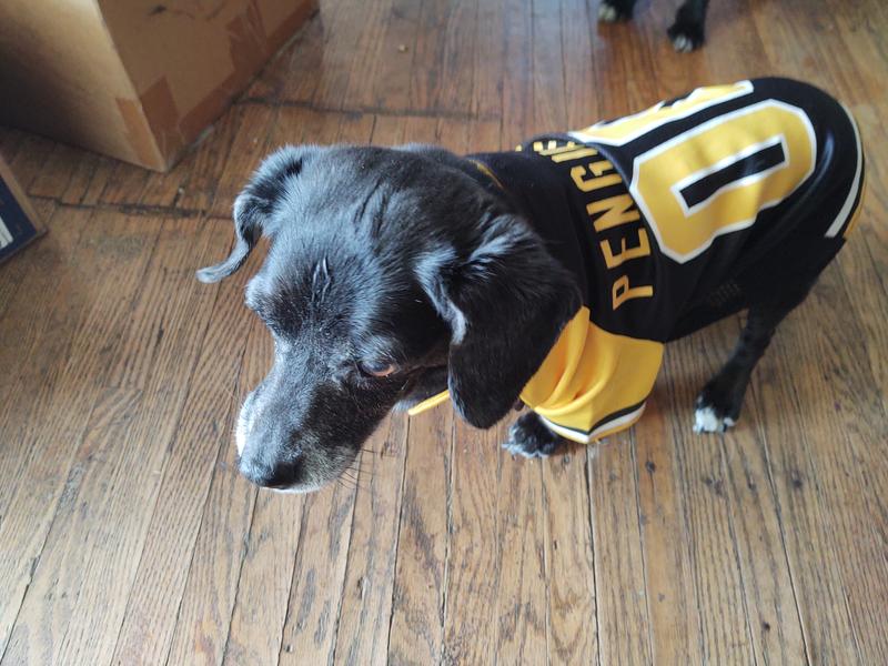 NHL Boston Bruins Pet Apparel Jersey Dog Outfit XS (BRAND NEW)