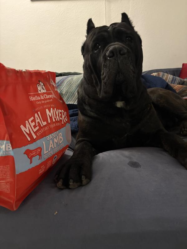 Khan, silencer of lambs