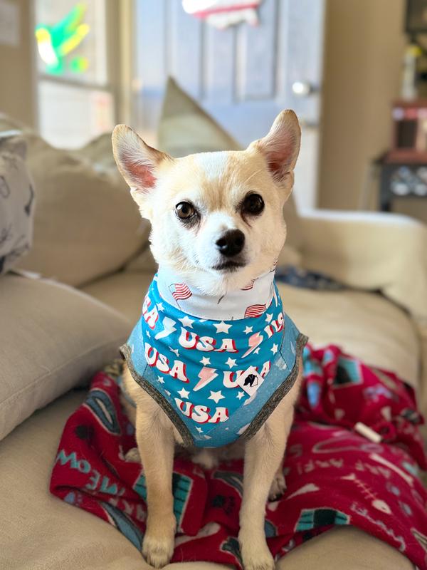 Patriotic Pup