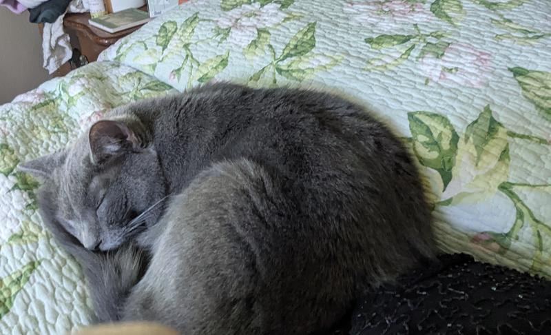 Able to relax and enjoy her cat nap 😺