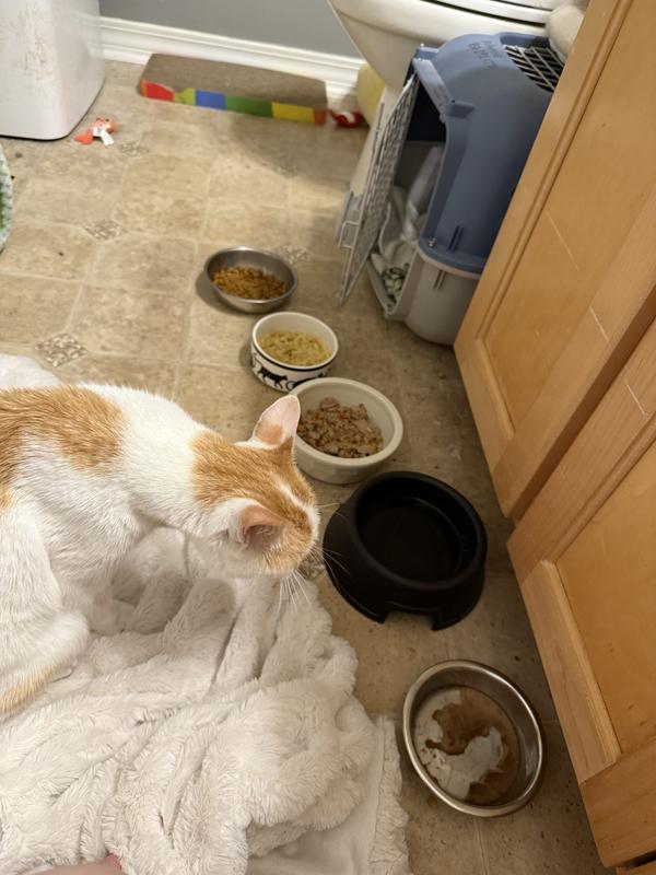 The buffet we offered