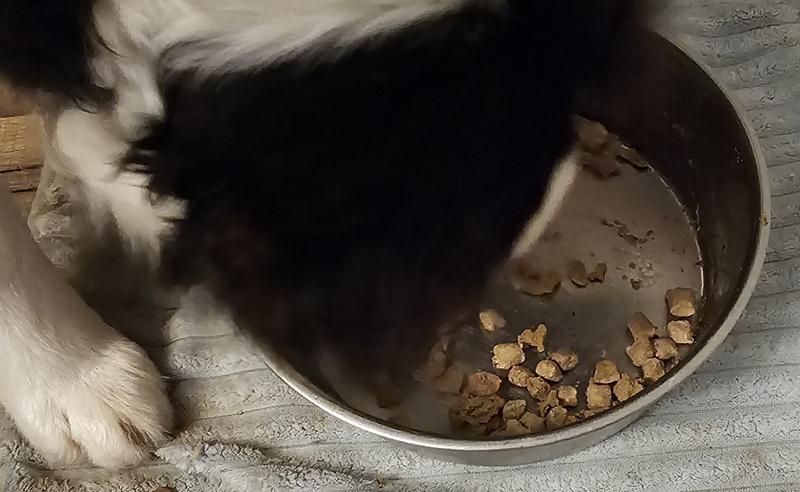 puppy cleaning the bowl