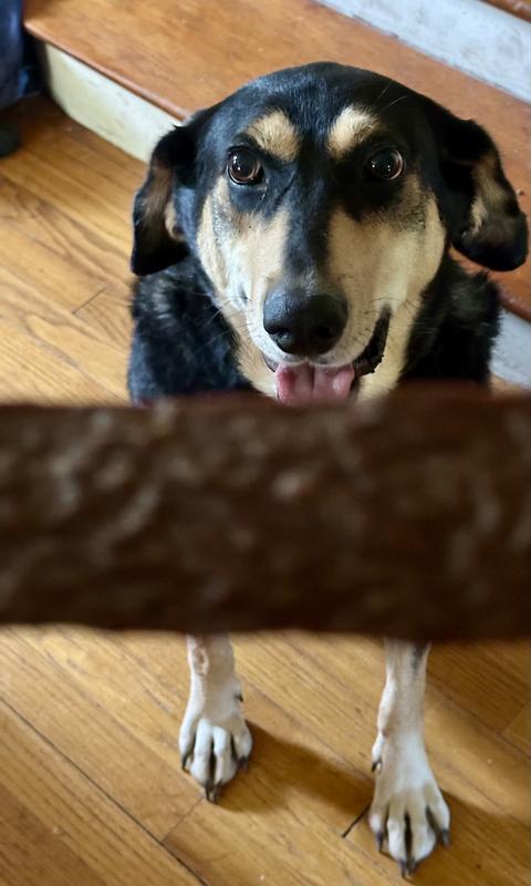 Loretta Rae sitting nicely for her treat