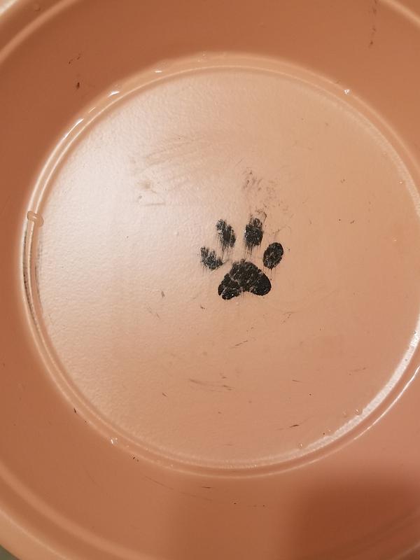 The cat paw paint smearing