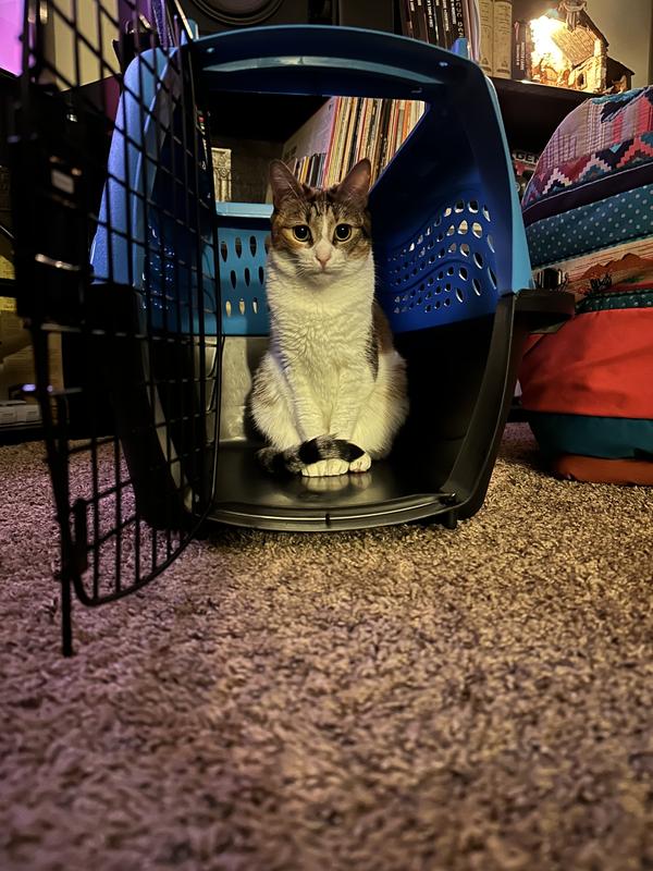 FRISCO Two Door Top Load Plastic Dog & Cat Kennel, Blue, 24in