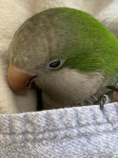 Playing under covers