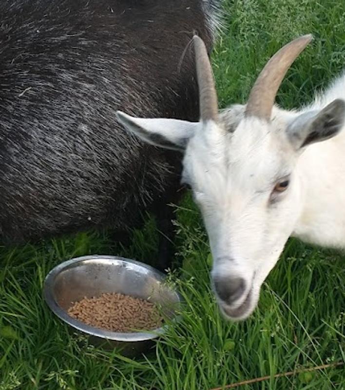 Chel showing me her Nutrena Country Feeds 16% Pellet Goat Feed