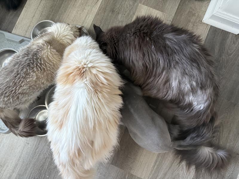 All in - licking those bowls clean!