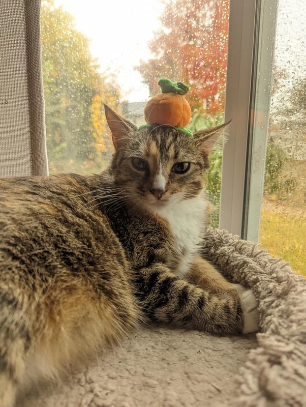 She's liking the pumpkin hat