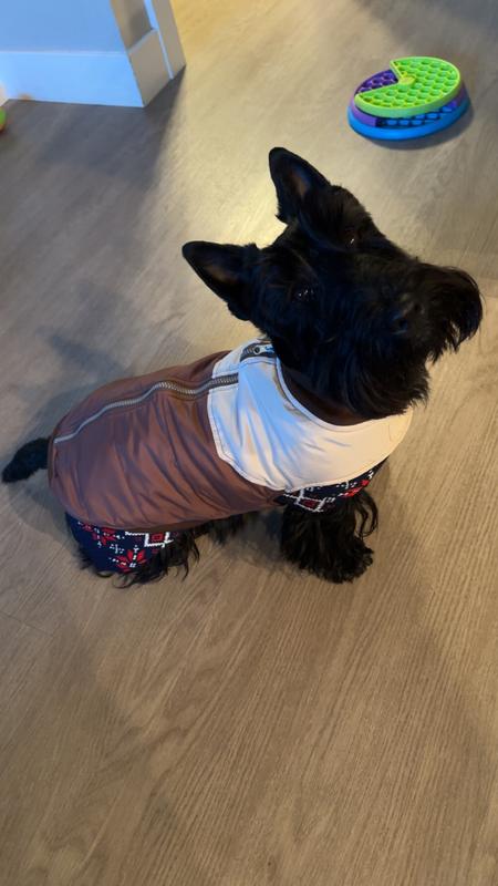 Size large for my little scottie