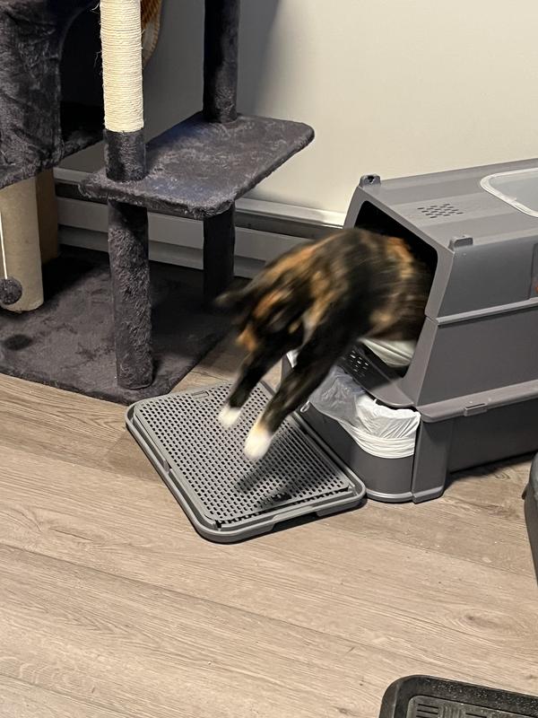 Using her new box immediately. Size comparison: Average sized cat (a little chunky) 12 pounds