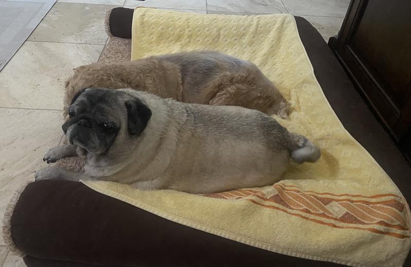 Morning snuggles in their comfy bed