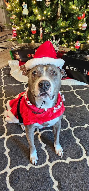 Merry Pitmas!
