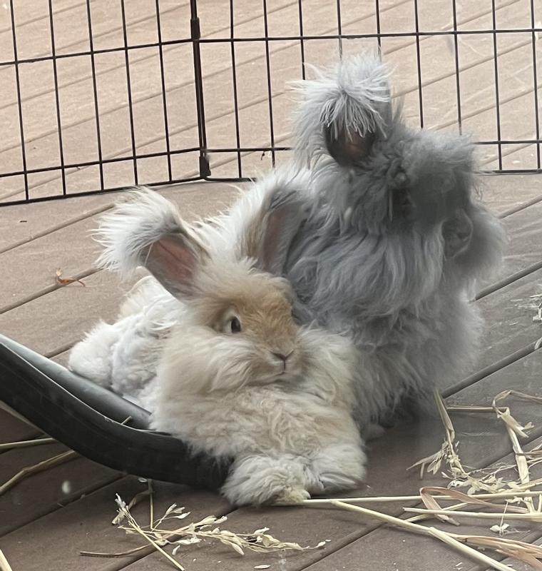 Sweeties enjoying some deck time.