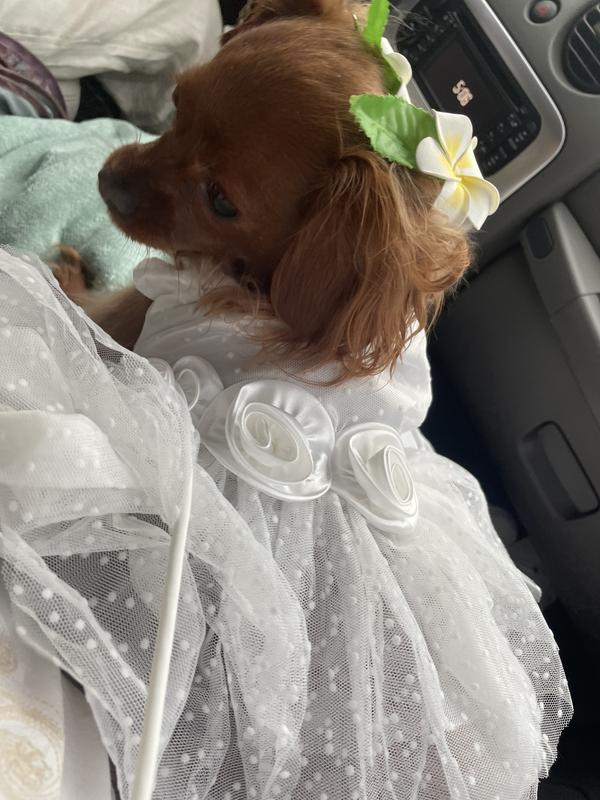 Ginger at wedding