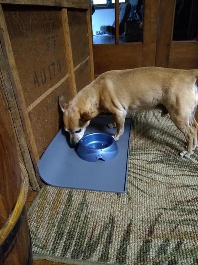 Original Silicone Pet Feeding Mat For Dogs & Pets (Standard, Gray) –  BarksBar