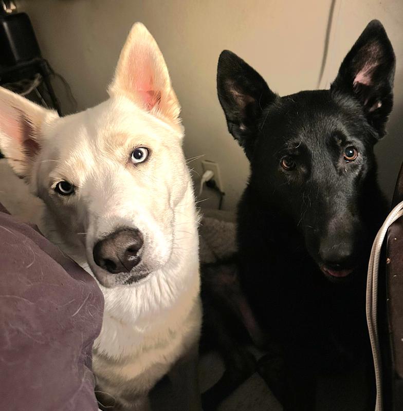 Flea free happy babies.
