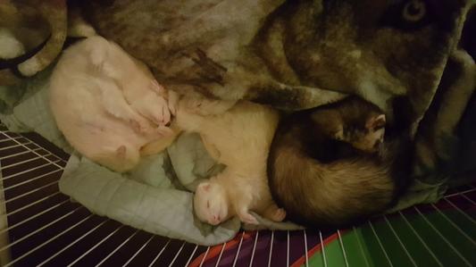 Happy, healthy ferrets