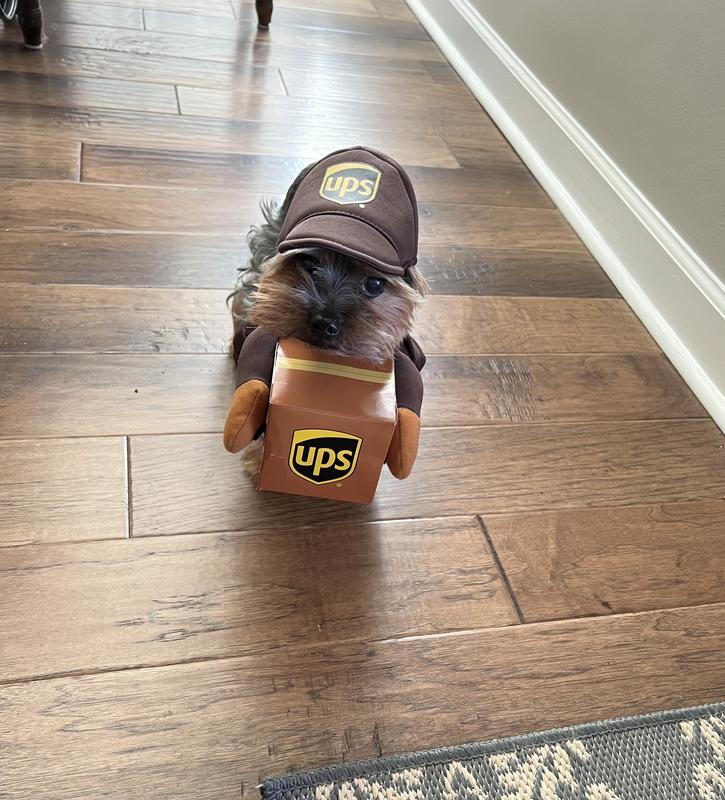 Cat shop ups costume