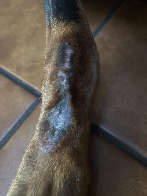 Lick sore or lick granloma