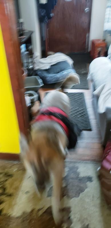 I bought service harness its an extra large to