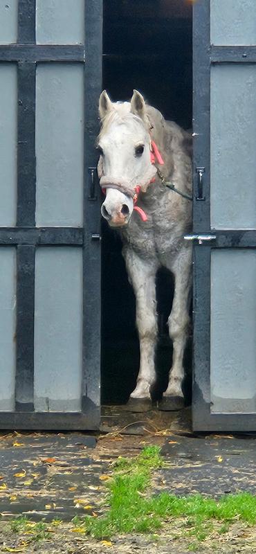 My 29 year old mare.