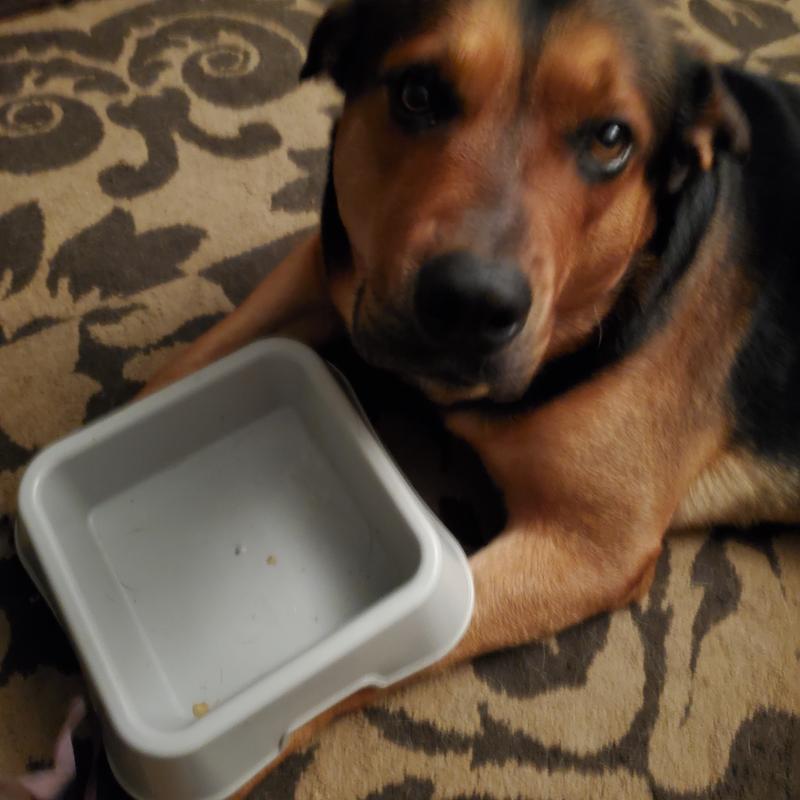 He licks his bowl clean and wants more!