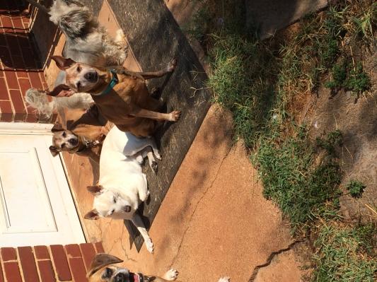 Spot farms dog food advisor cheap