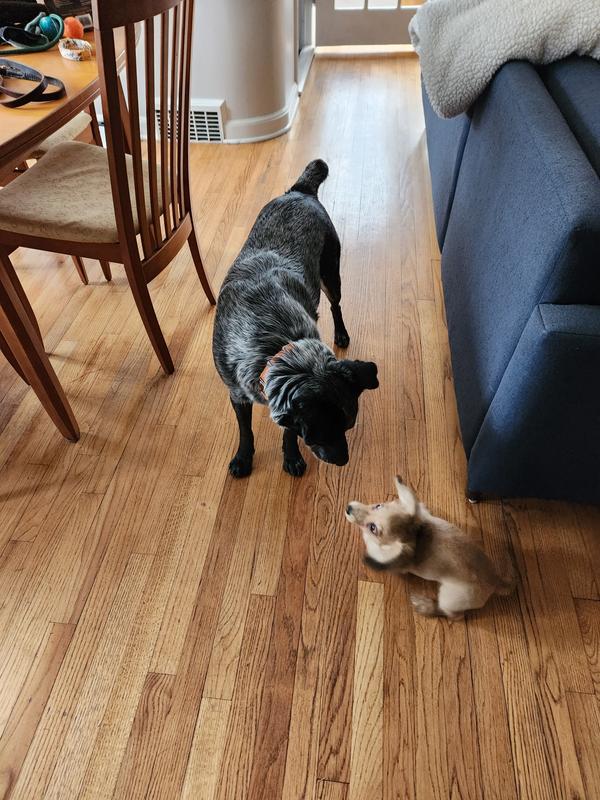 The only photo of my dog (the larger one) with this new collar