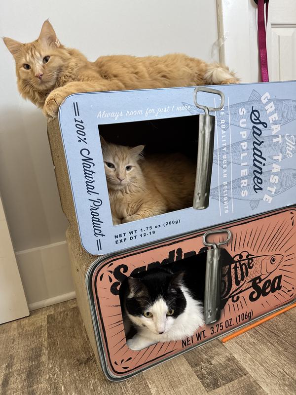 3/5 cats love their sardine boxes