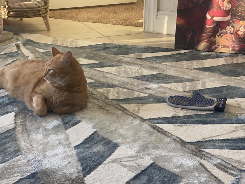 I leave it out so they are comfortable with it.