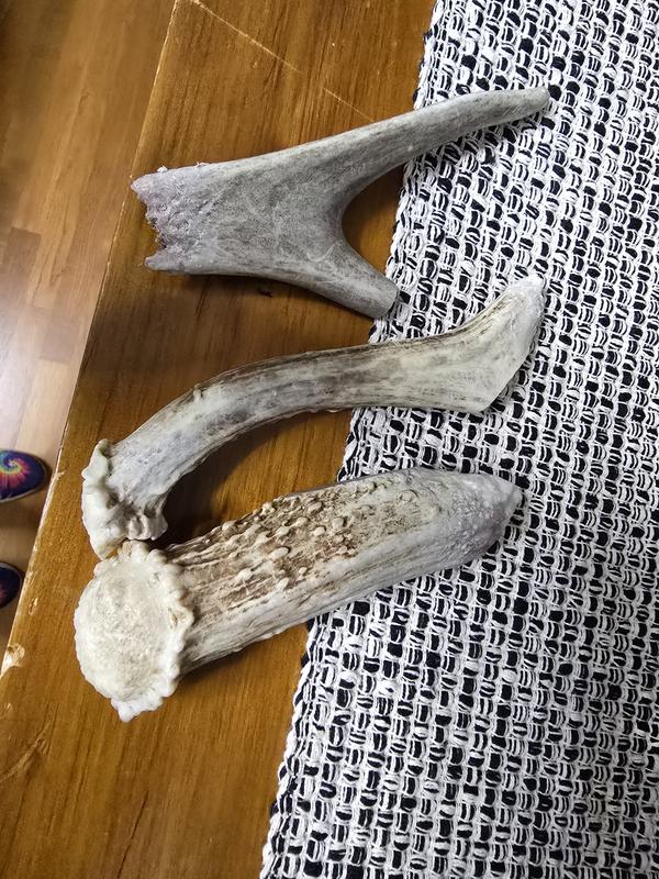 Antlers at top of of are the ones delivered. Bottom is a normal one.