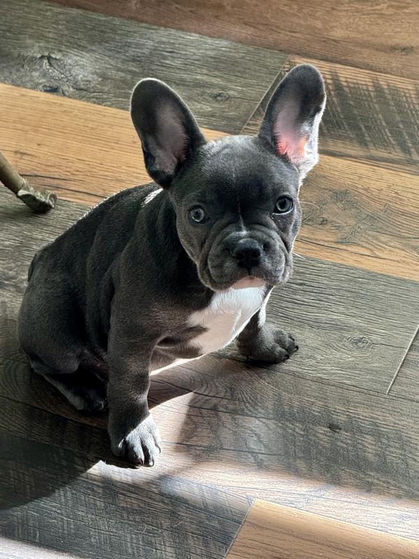 New Version Available TASTE OF THE WILD Pacific Stream Puppy