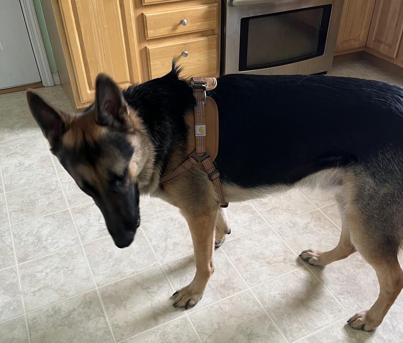 Carhartt dog harness review best sale