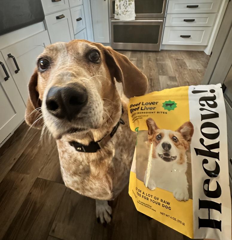 Patiently waiting for a Heckova! tasty bite.