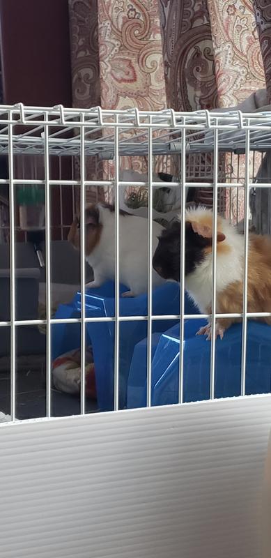 Gargoyles or guinea pigs?!