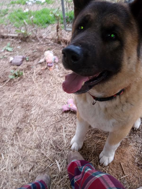 Da Bear Destroyer of Worlds